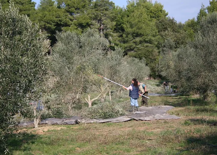 Terry Land Village * Kardamas