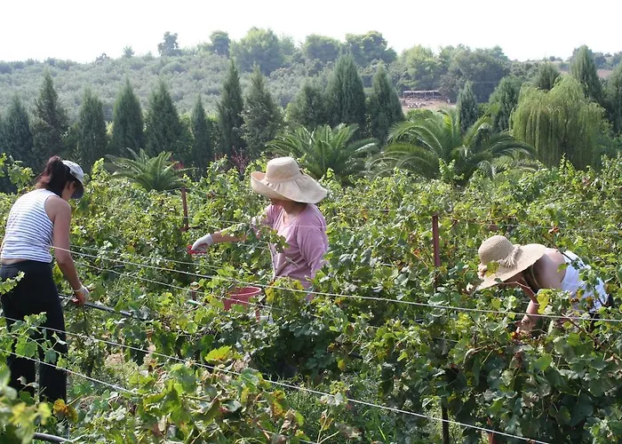 Дом отдыха Terry Land Village *