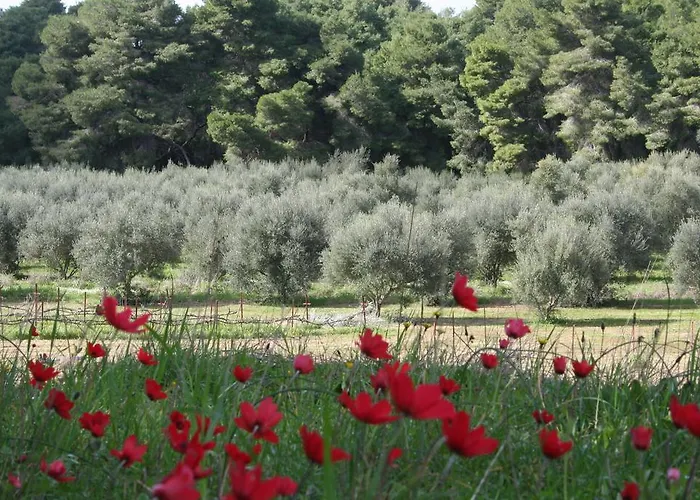 Terry Land Village Дом отдыха *